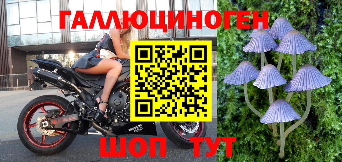 Псилоцибиновые грибы Psilocybe Саратов